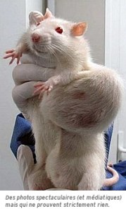 Les tumeurs de rats Seralini